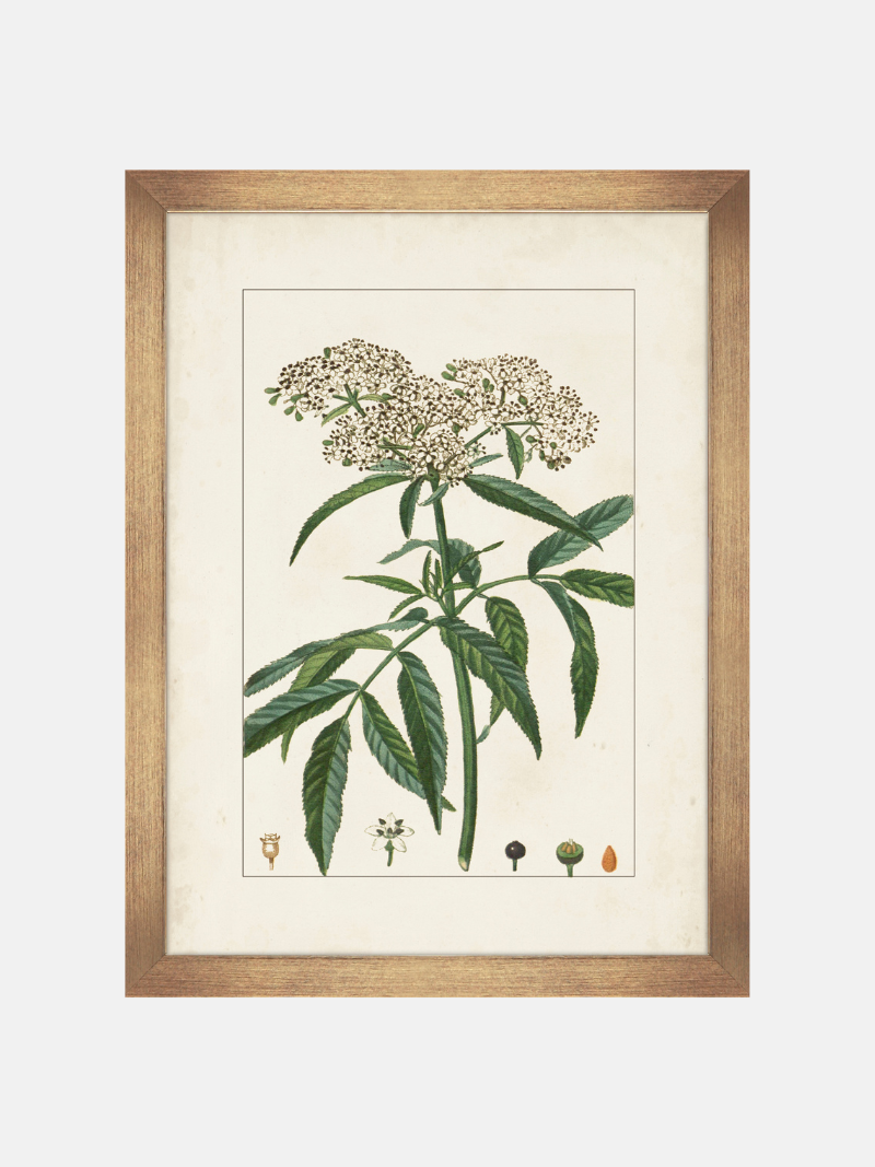 Framed botanical illustration of a plant with leaves and flowers on a white background