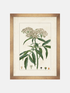 Framed botanical illustration of a plant with leaves and flowers on a white background