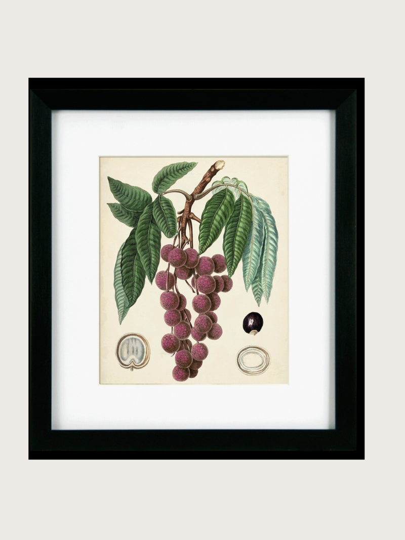 Framed botanical illustration of a fruit branch with leaves on a beige background