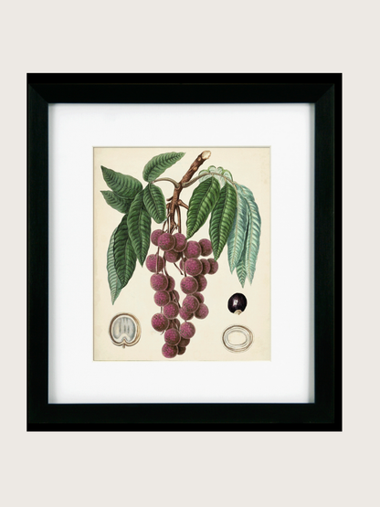 Framed botanical illustration of a fruit branch with leaves on a beige background