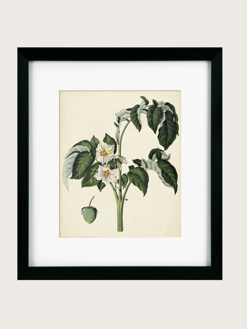 Framed botanical illustration of a plant with white flowers on a beige background