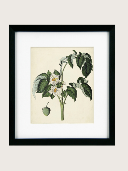 Framed botanical illustration of a plant with white flowers on a beige background