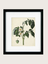 Framed botanical illustration of a plant with white flowers on a beige background