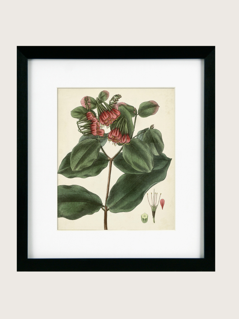 Framed botanical illustration of a plant with green leaves and red flowers on a beige background.