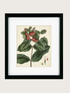 Framed botanical illustration of a plant with green leaves and red flowers on a beige background.