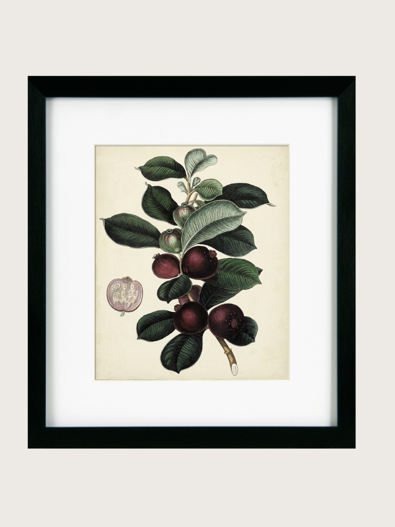 Framed botanical illustration of fruits and leaves on a beige background