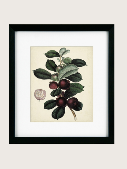 Framed botanical illustration of fruits and leaves on a beige background
