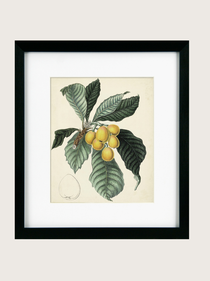 Framed botanical print of leaves and fruits on a beige background