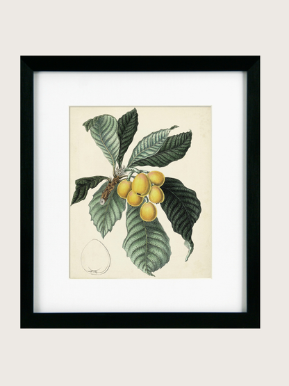 Framed botanical print of leaves and fruits on a beige background