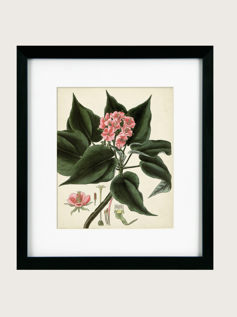 Framed botanical illustration of pink flowers and green leaves on a beige background