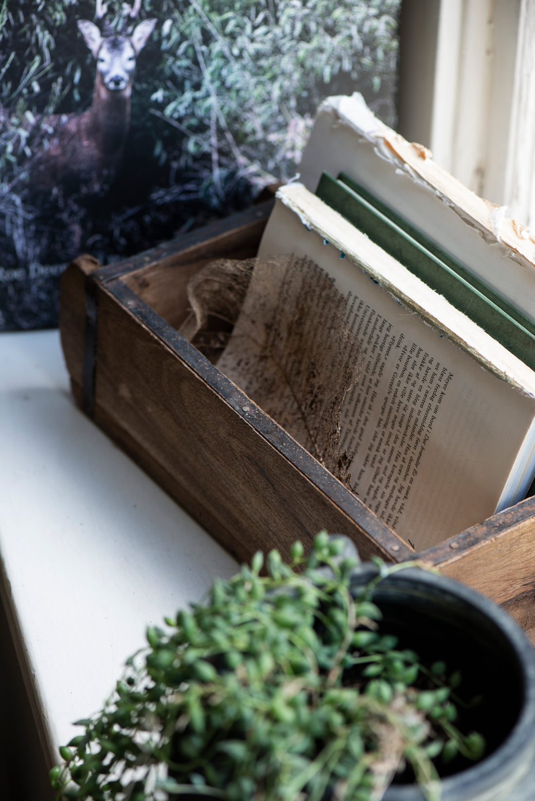 Open book in a wooden box with a plant and deer in the background