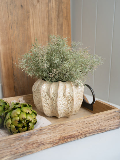 Decorative beige honeycomb effect plant pot with greenery on a wooden tray against a wooden wall.