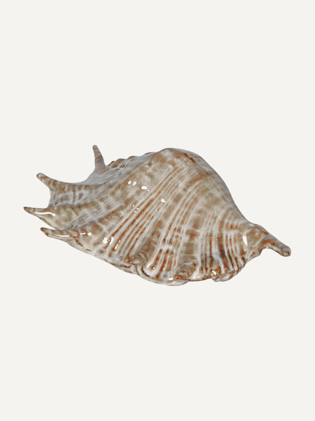 Large seashell on a white background