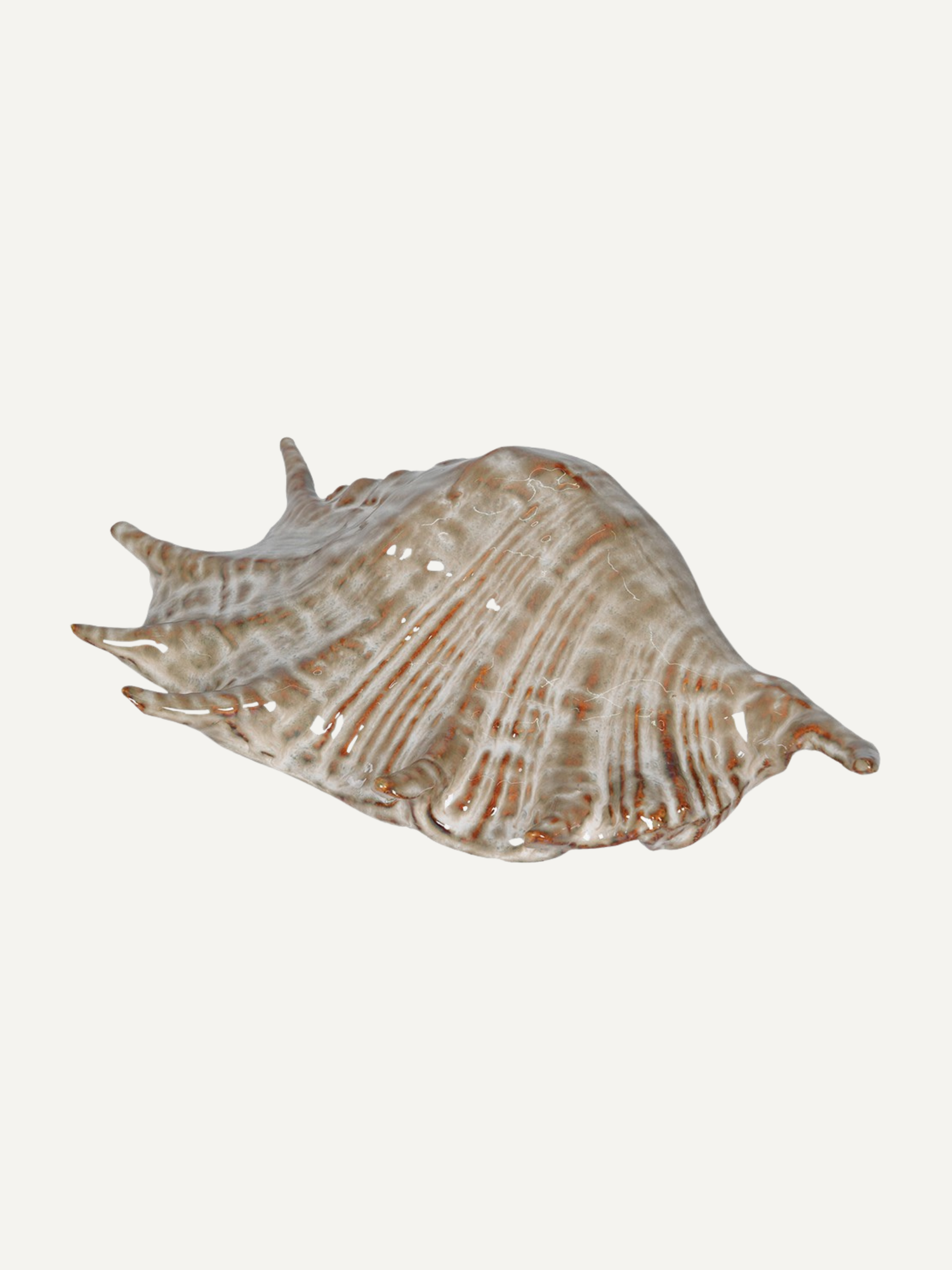 Large seashell on a white background