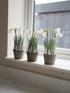 Bundle of Three Faux Snowdrop Plants in Rustic Pots