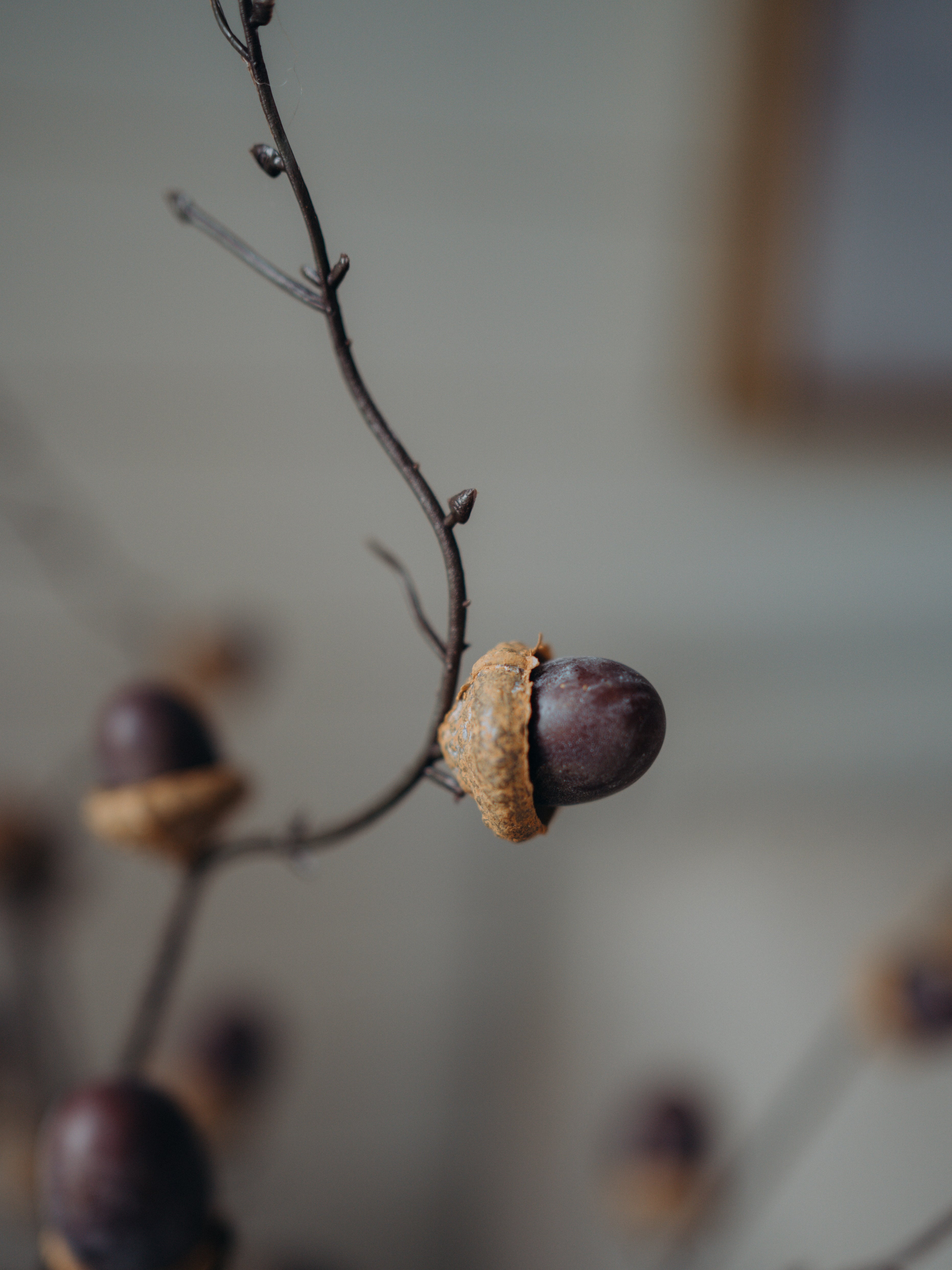 Faux Brown Acorn Branch