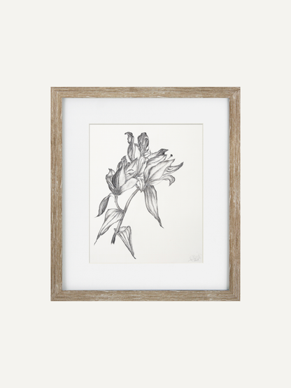 A framed botanical art print featuring a detailed pencil sketch of lilies, presented in a light natural wood frame with a white mat against a clean off-white background.