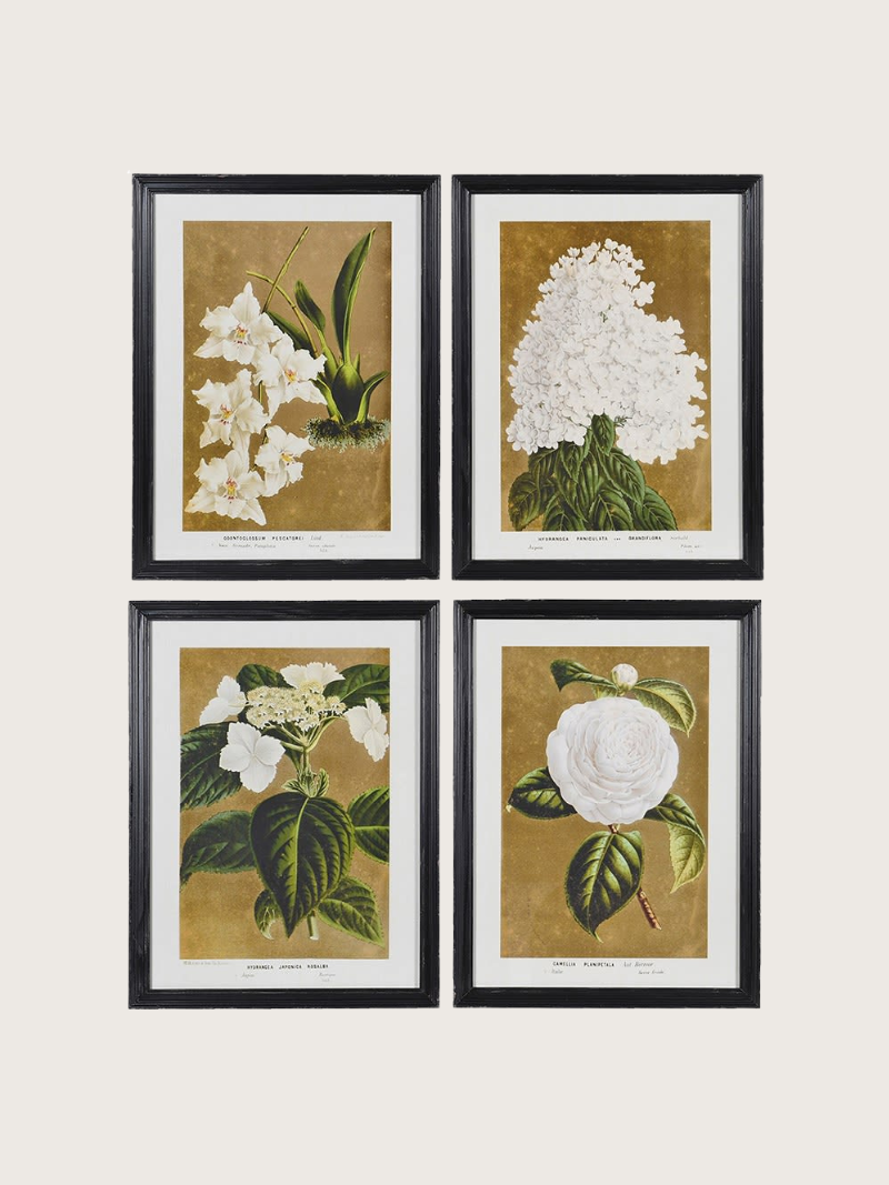 Set of four framed botanical prints with white flowers and green leaves on a beige background.