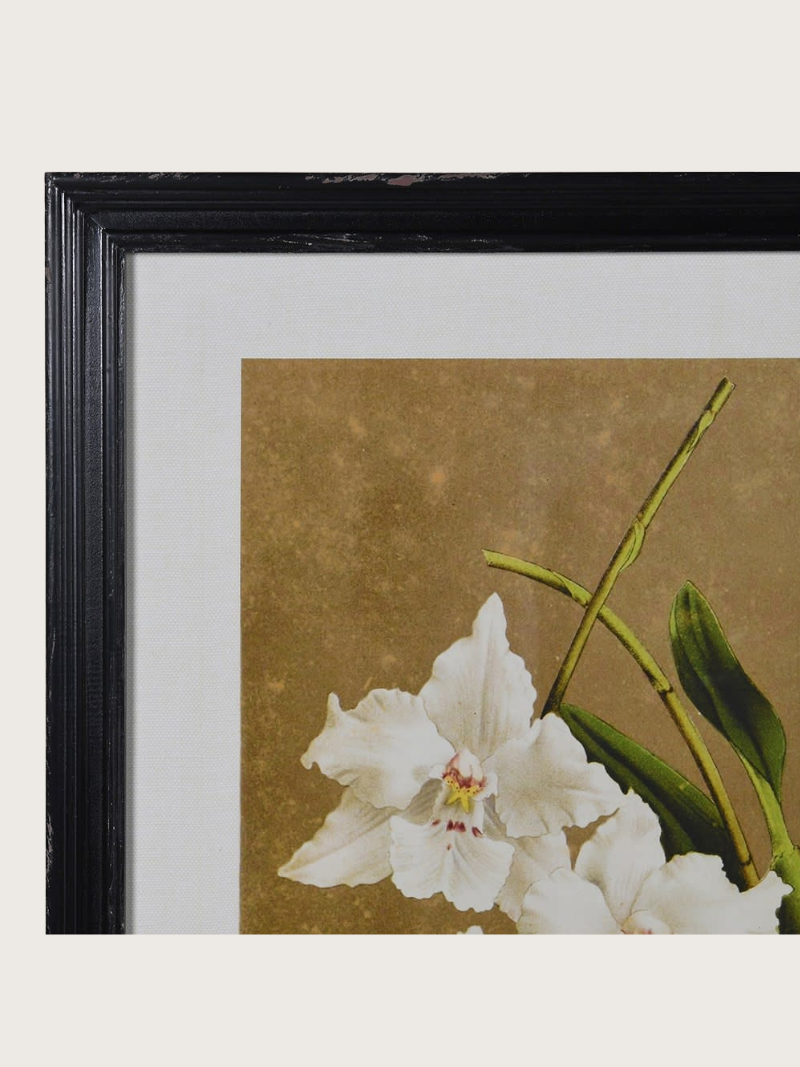 Framed artwork of white flowers on a brown background