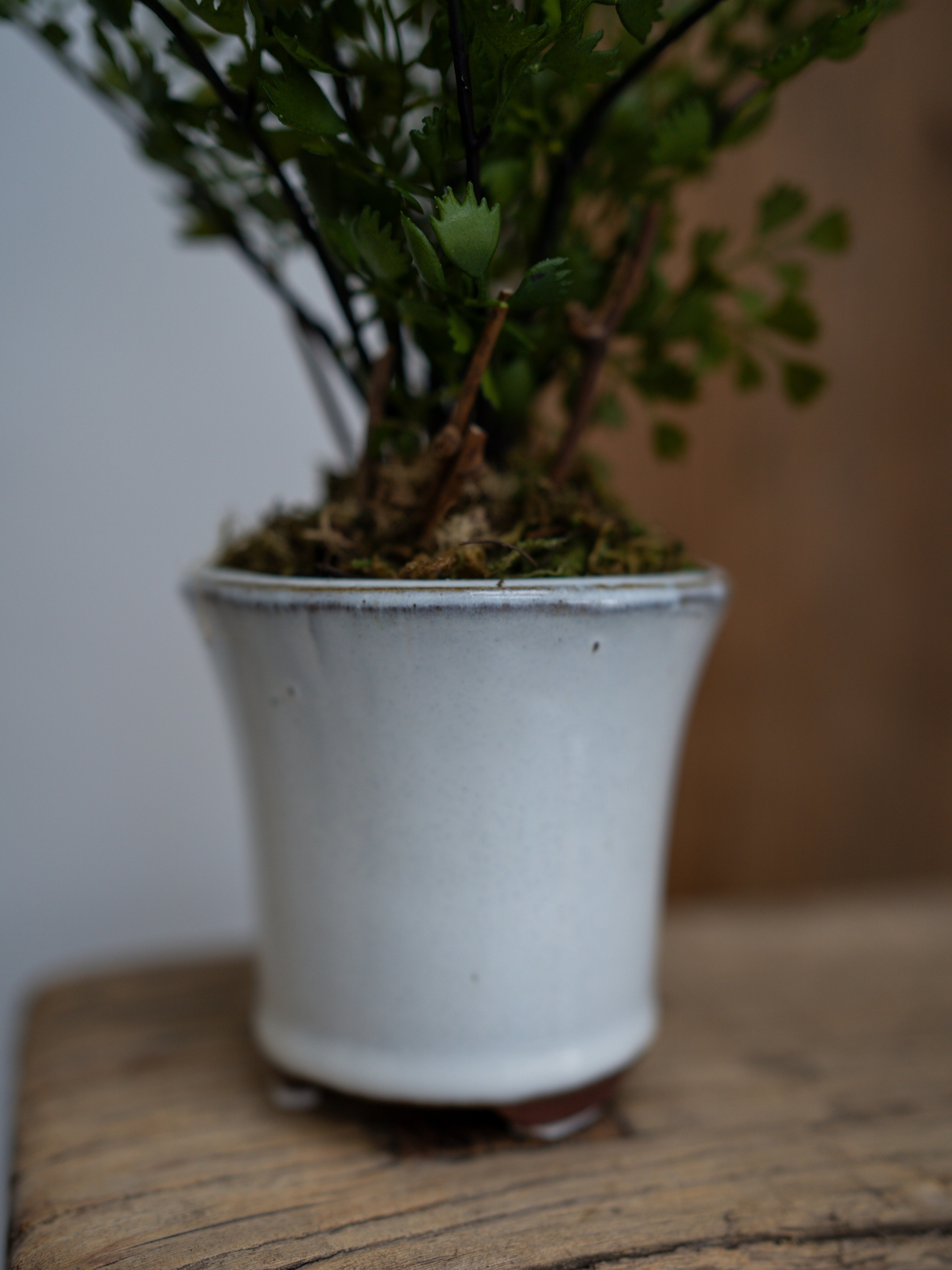 Faux Maiden Hair Fern Potted Plant