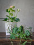 Two potted plants in decorative ceramic pots on a wooden surface with a neutral background.