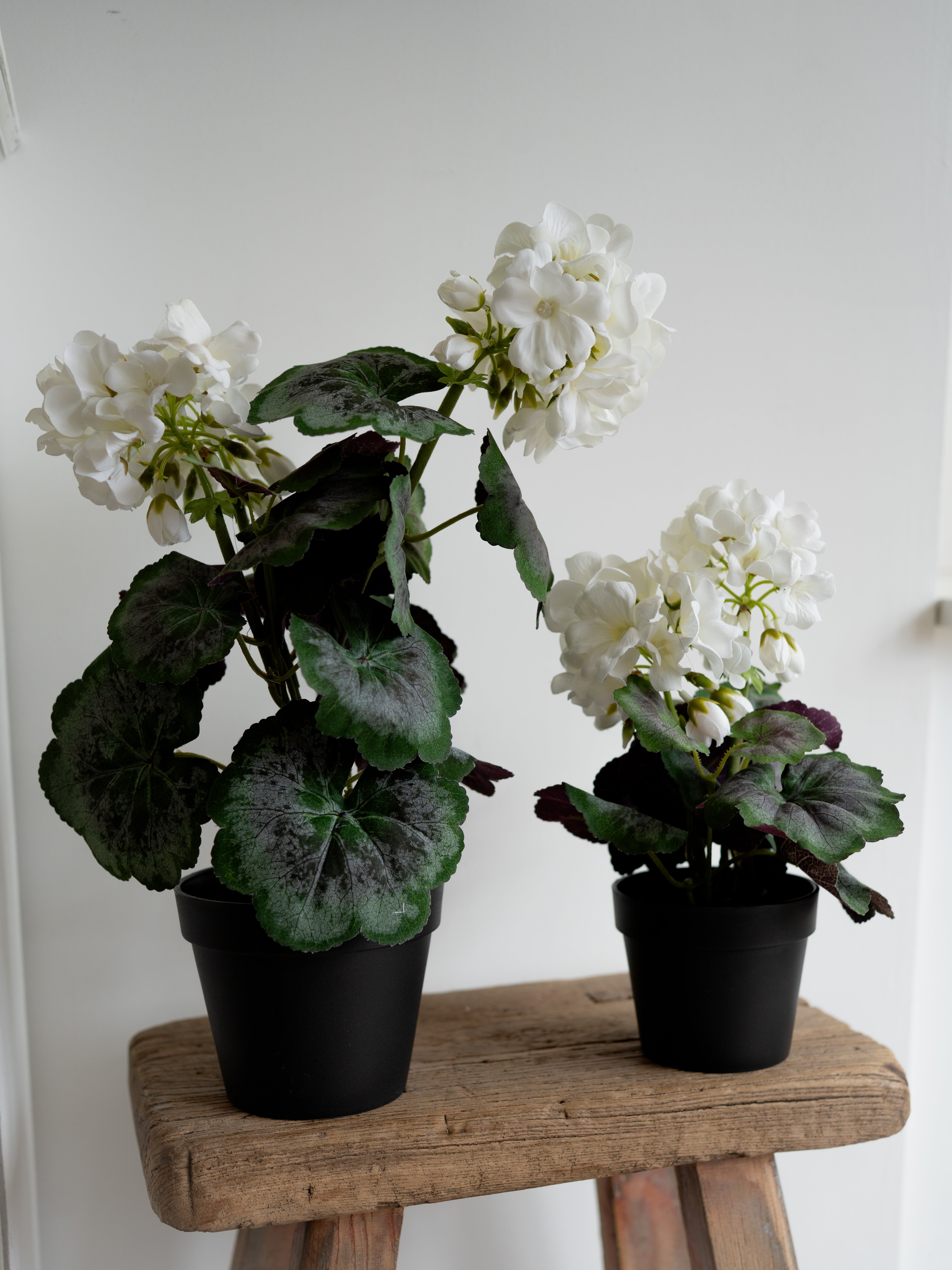 Faux White Geranium Plant