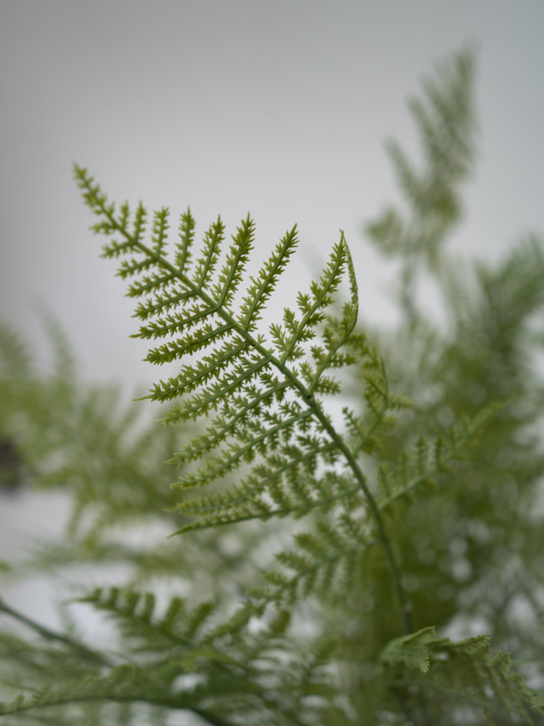 A close-up of a green fern frond in sharp focus against a soft, blurred gray-green background.