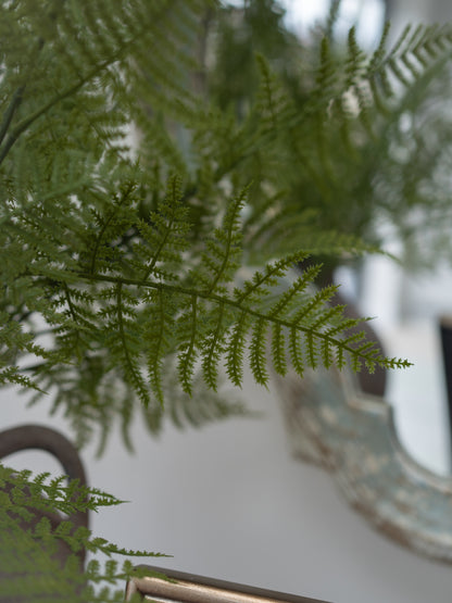 Faux Asparagus Fern