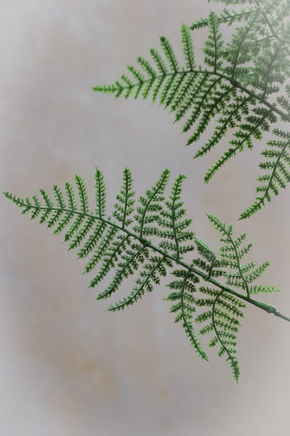 Faux Asparagus Fern