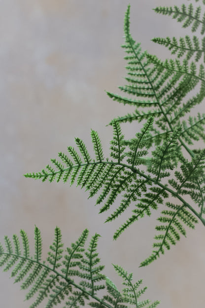 Faux Asparagus Fern