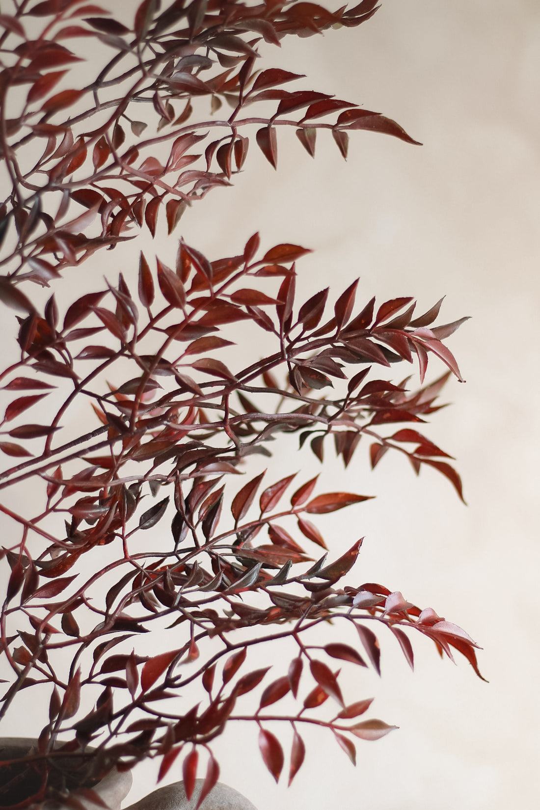 Reddish-brown leaves on a light background