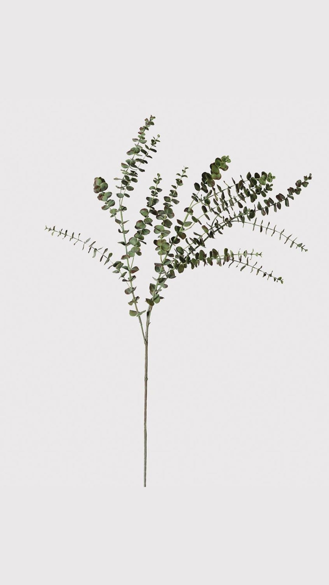 Single branch of faux baby leaf eucalyptus green leaves on a light gray background