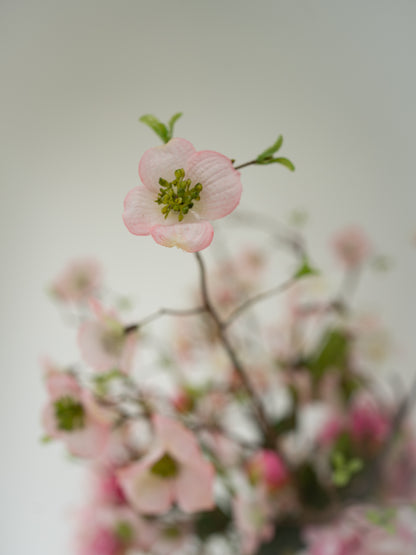 Close-up of a pink dogwood flower with a blurred background