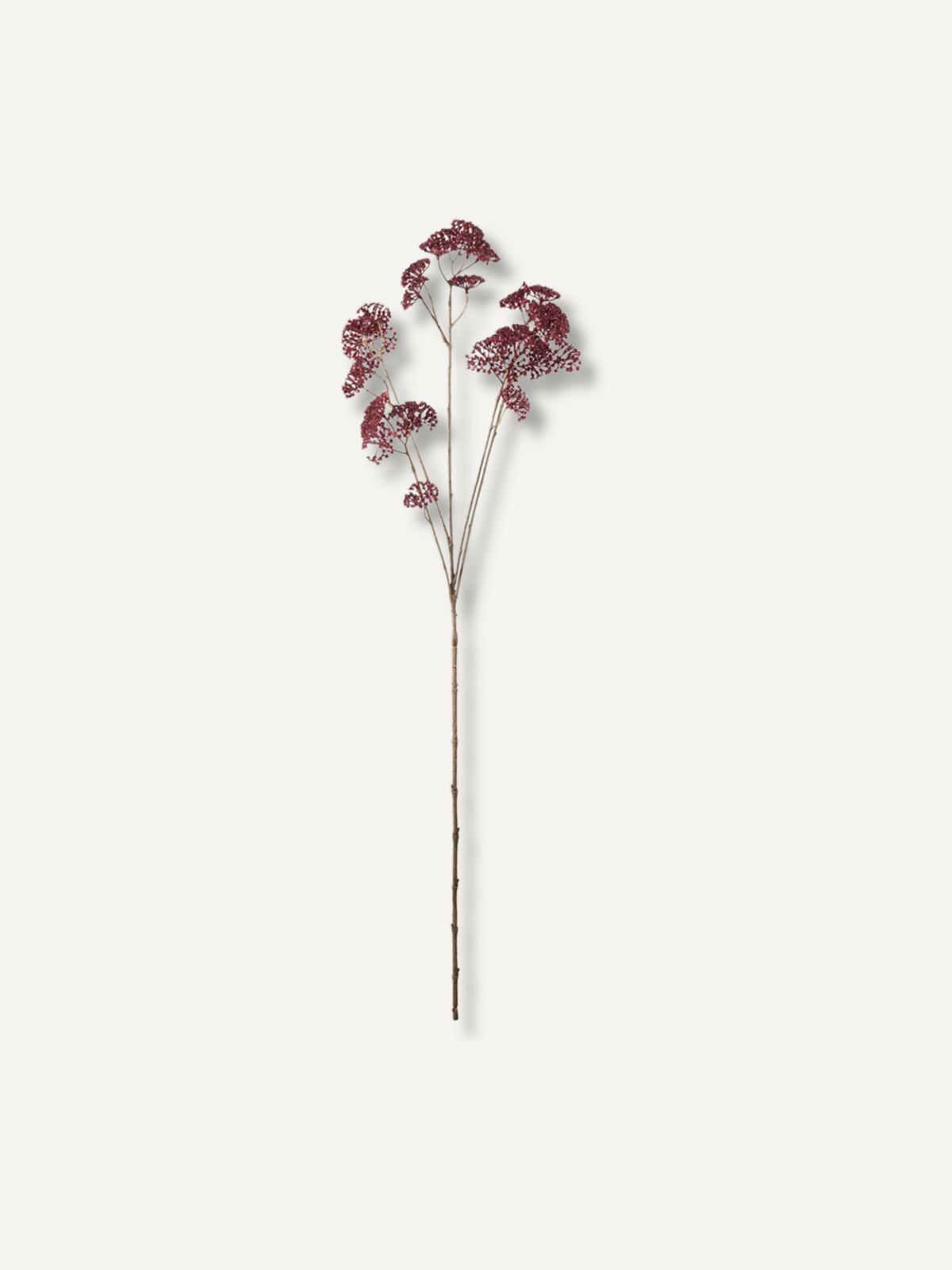 Faux Burgundy Achillea