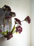 Artificial plants with Faux Burgundy Angelica Seed Head with Leaves in a clear vase against a light background