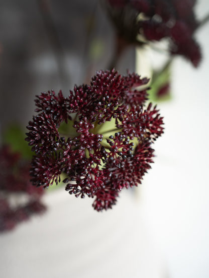 Close-up of a Faux Burgundy Angelica Seed Head with Leaves flower against a blurred background