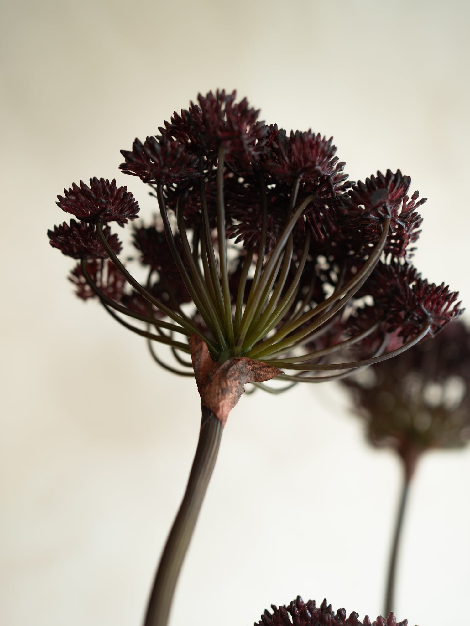 Close-up of a Faux Burgundy Angelica Seed Head with Leaves with a blurred background