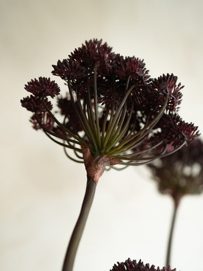 Close-up of a Faux Burgundy Angelica Seed Head with Leaves with a blurred background