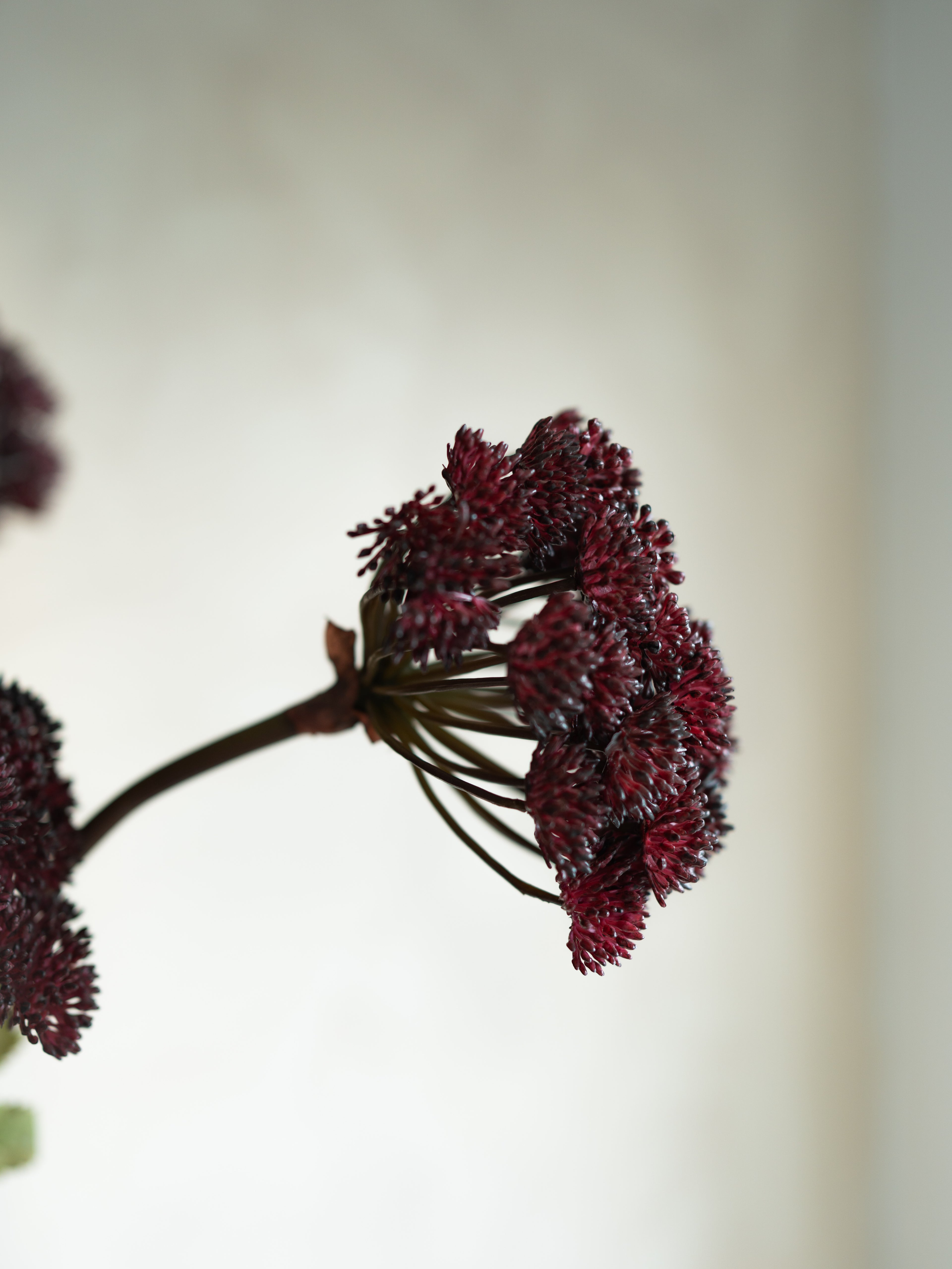 Close-up of a Faux Burgundy Angelica Seed Head with Leaves against a blurred background