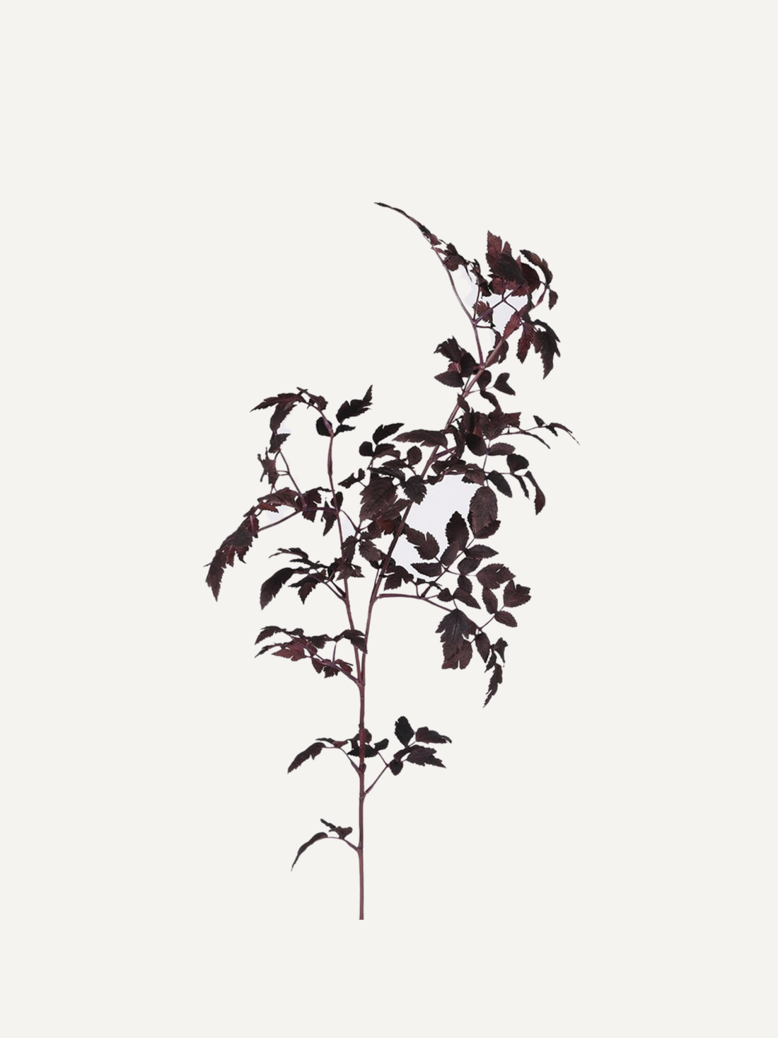 Artificial Faux Burgundy Physocarpus Diablo with leaves on a white background
