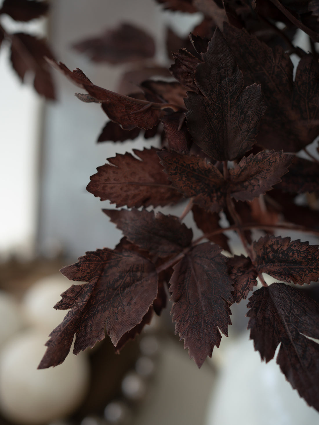 Close-up of Faux Burgundy Physocarpus Diablo leaves with a blurred background