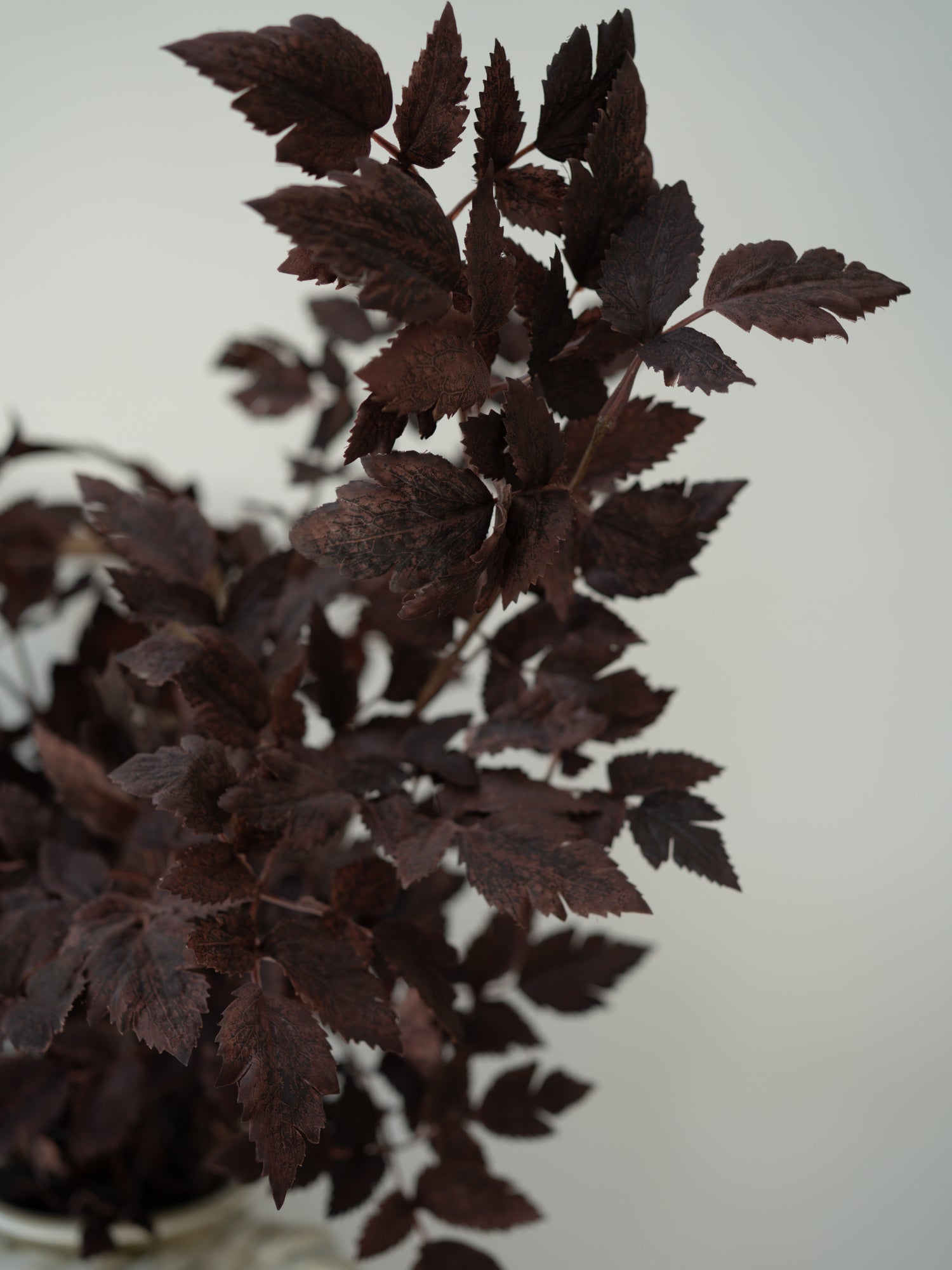 Dark brown leaves on a white background