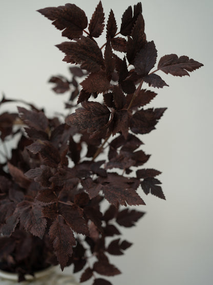 Dark brown leaves on a white background