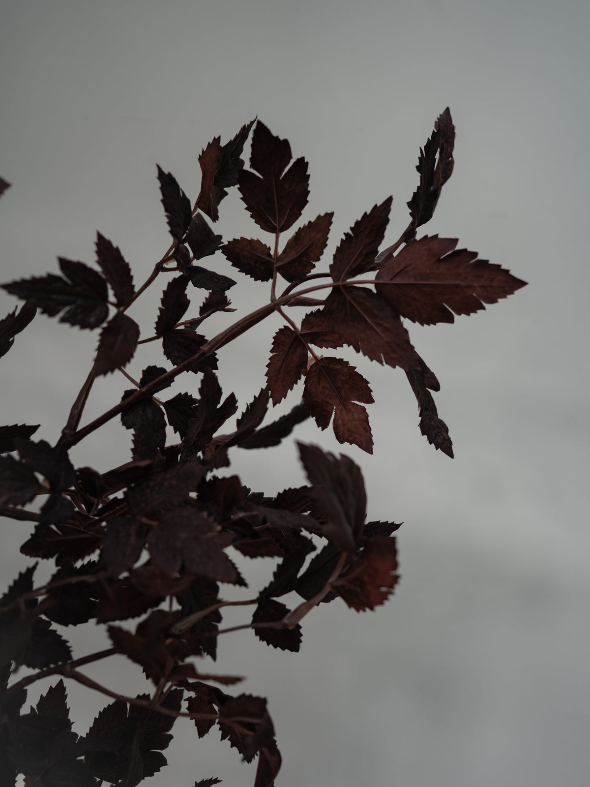 Dark burgundy foliage with serrated leaves on a soft gray background.