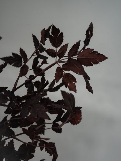 Dark burgundy foliage with serrated leaves on a soft gray background.