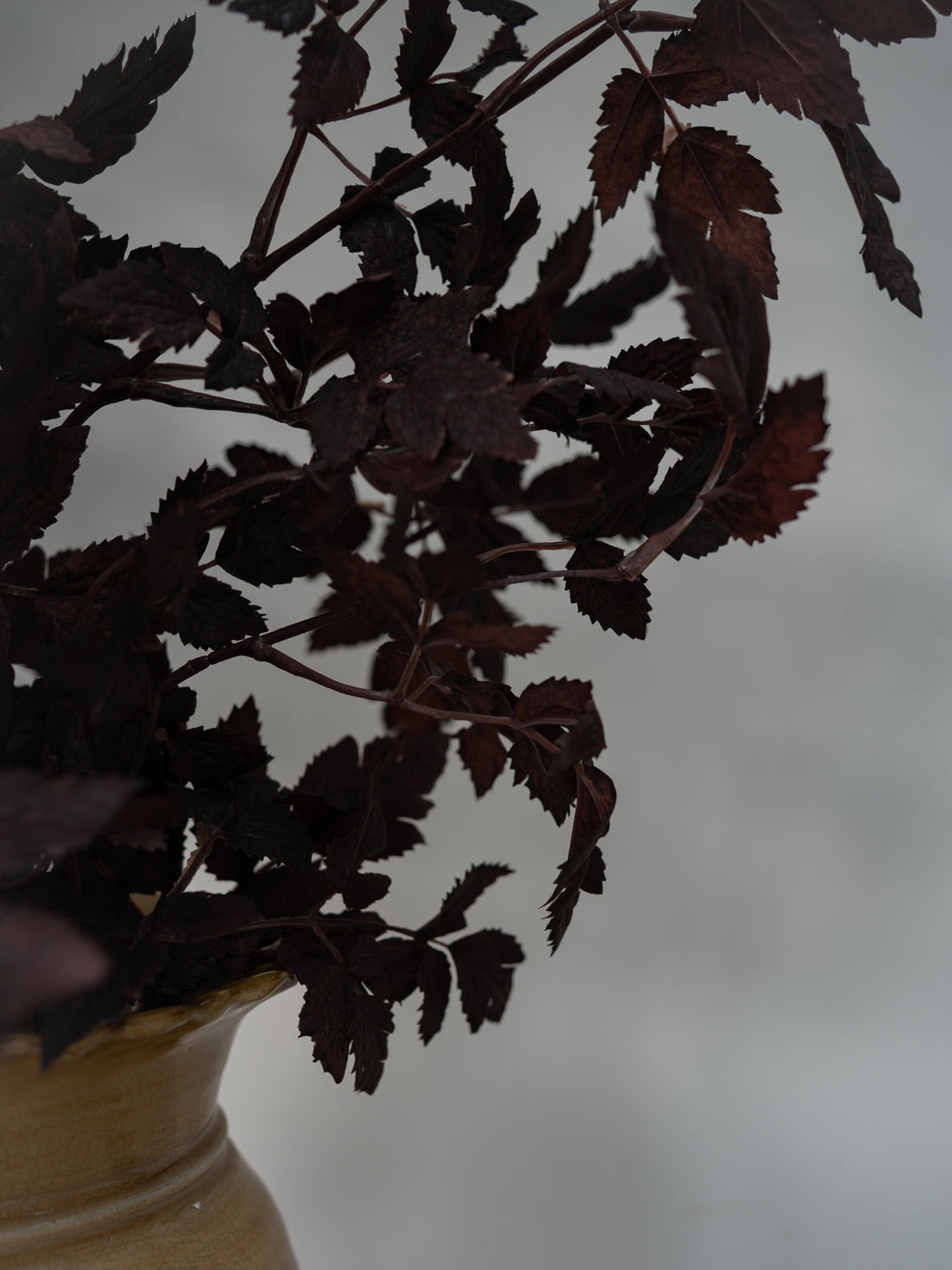 Dark burgundy foliage with serrated leaves arranged in a light beige ceramic vase against a soft, out-of-focus gray background.