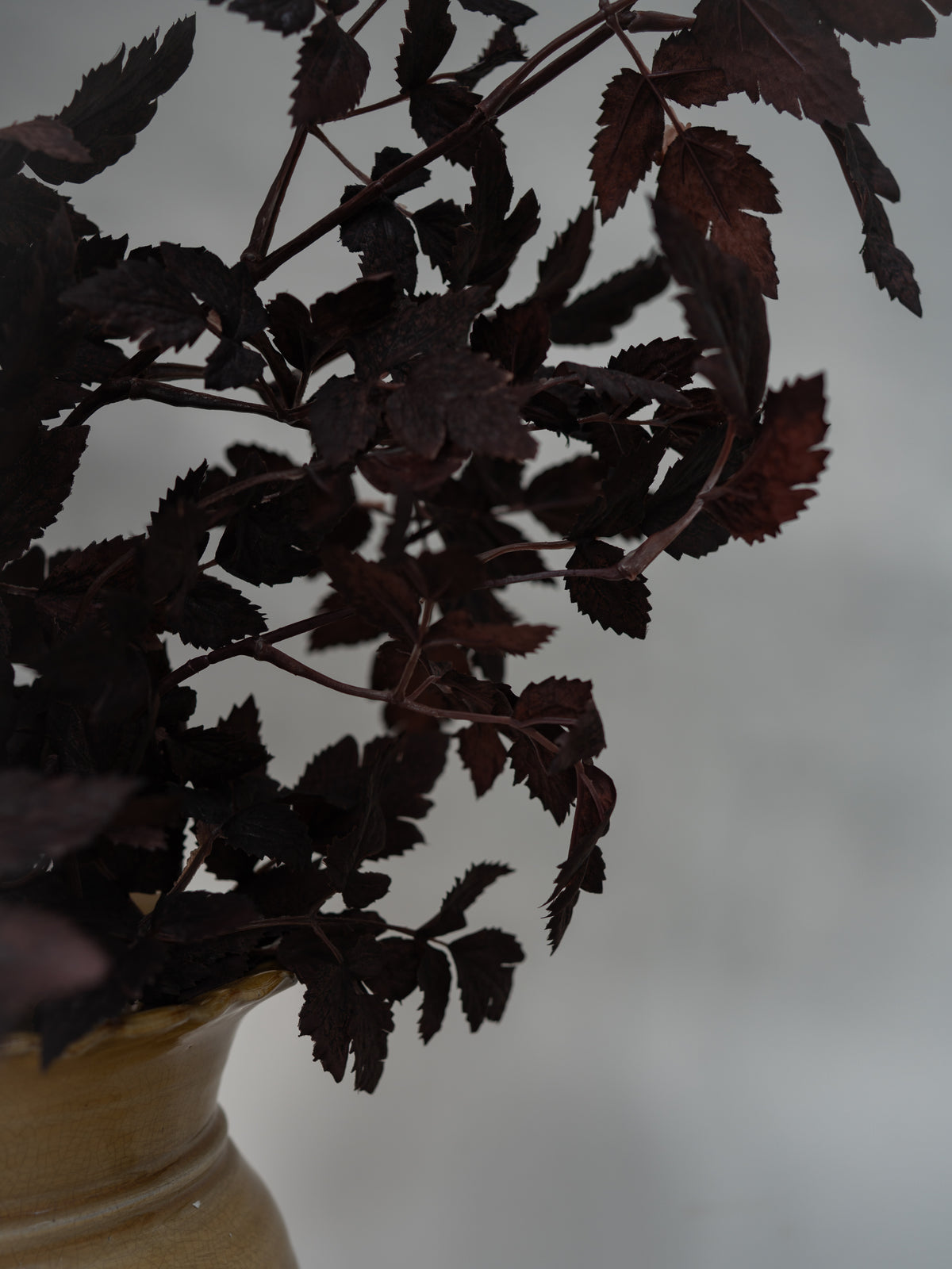 Dark burgundy foliage with serrated leaves arranged in a light beige ceramic vase against a soft, out-of-focus gray background.