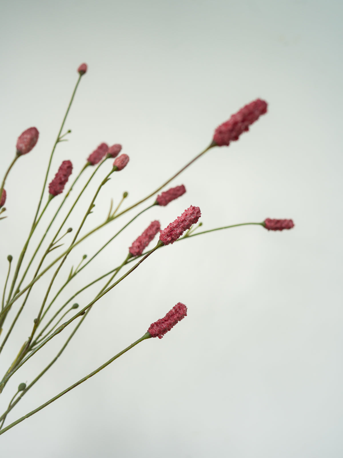 Dried pink flowers on thin green stems against a plain light gray background.
