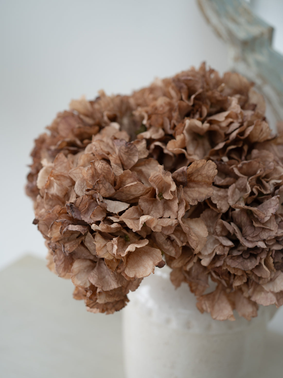 Faux Cappuccino Dried Ruffle Hydrangea
