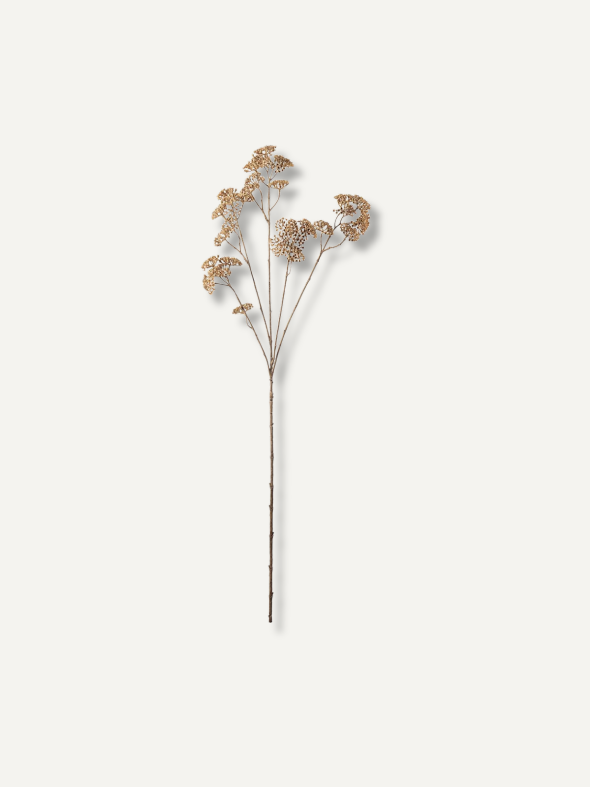 Faux Cream Achillea
